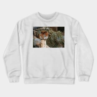 Red Squirrel Crewneck Sweatshirt